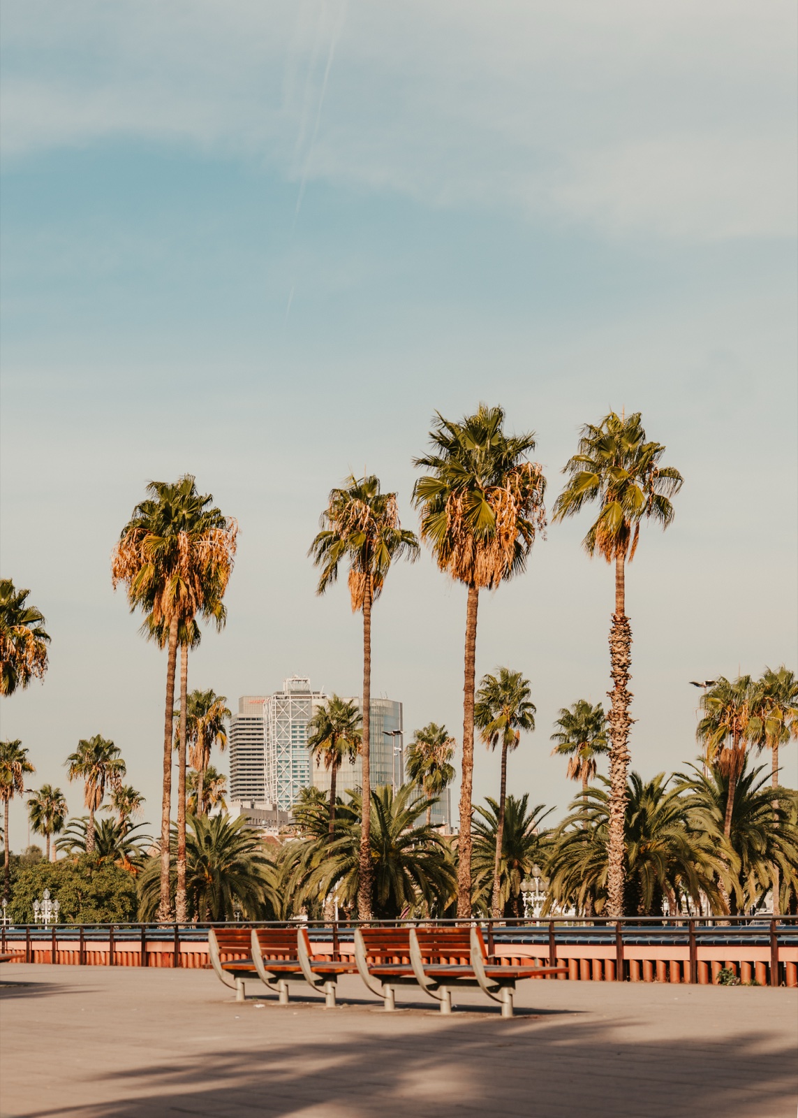 Tall palm trees above empty benches on the waterfront promenade, with a tower beyond