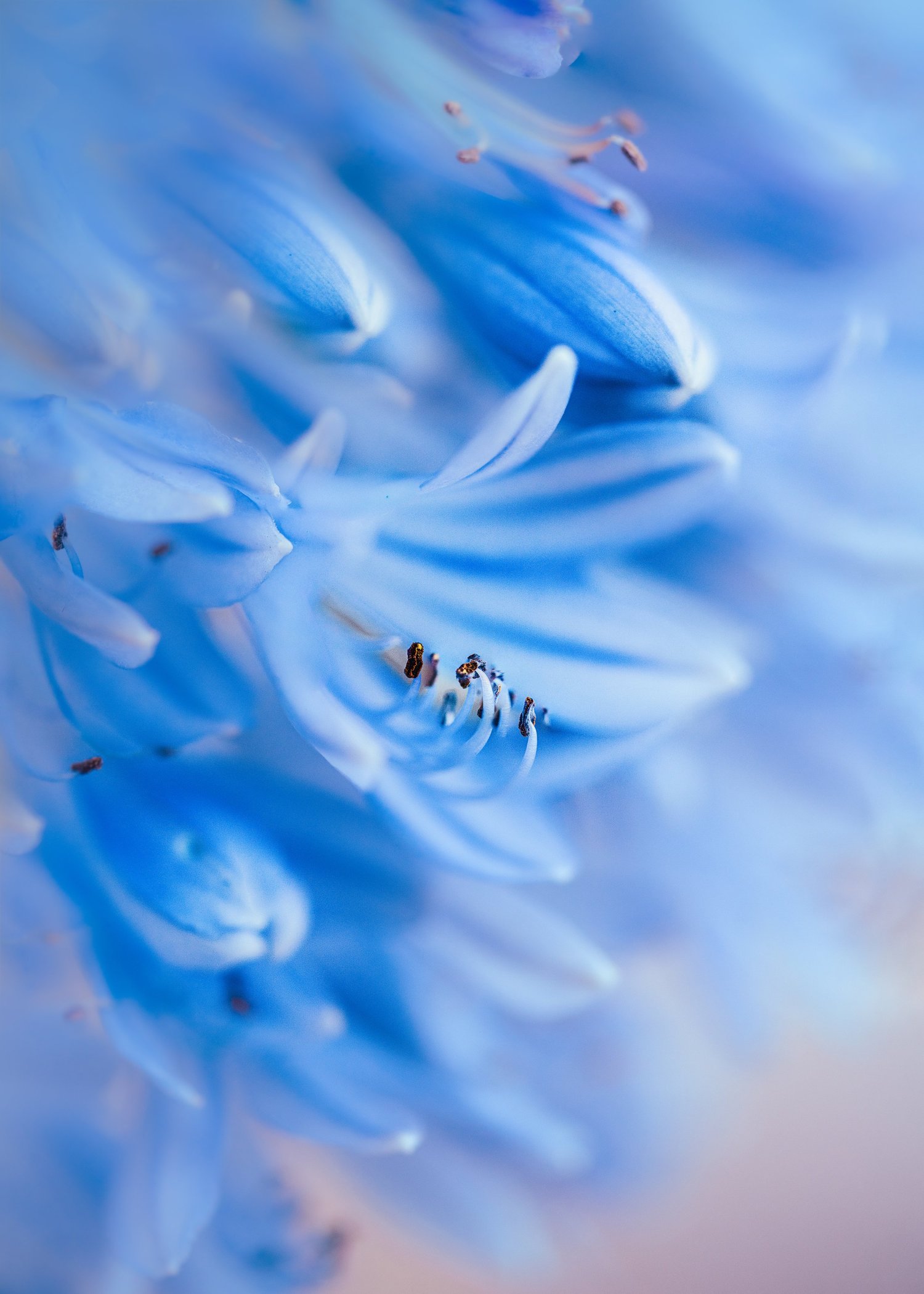 Cobalt Hush