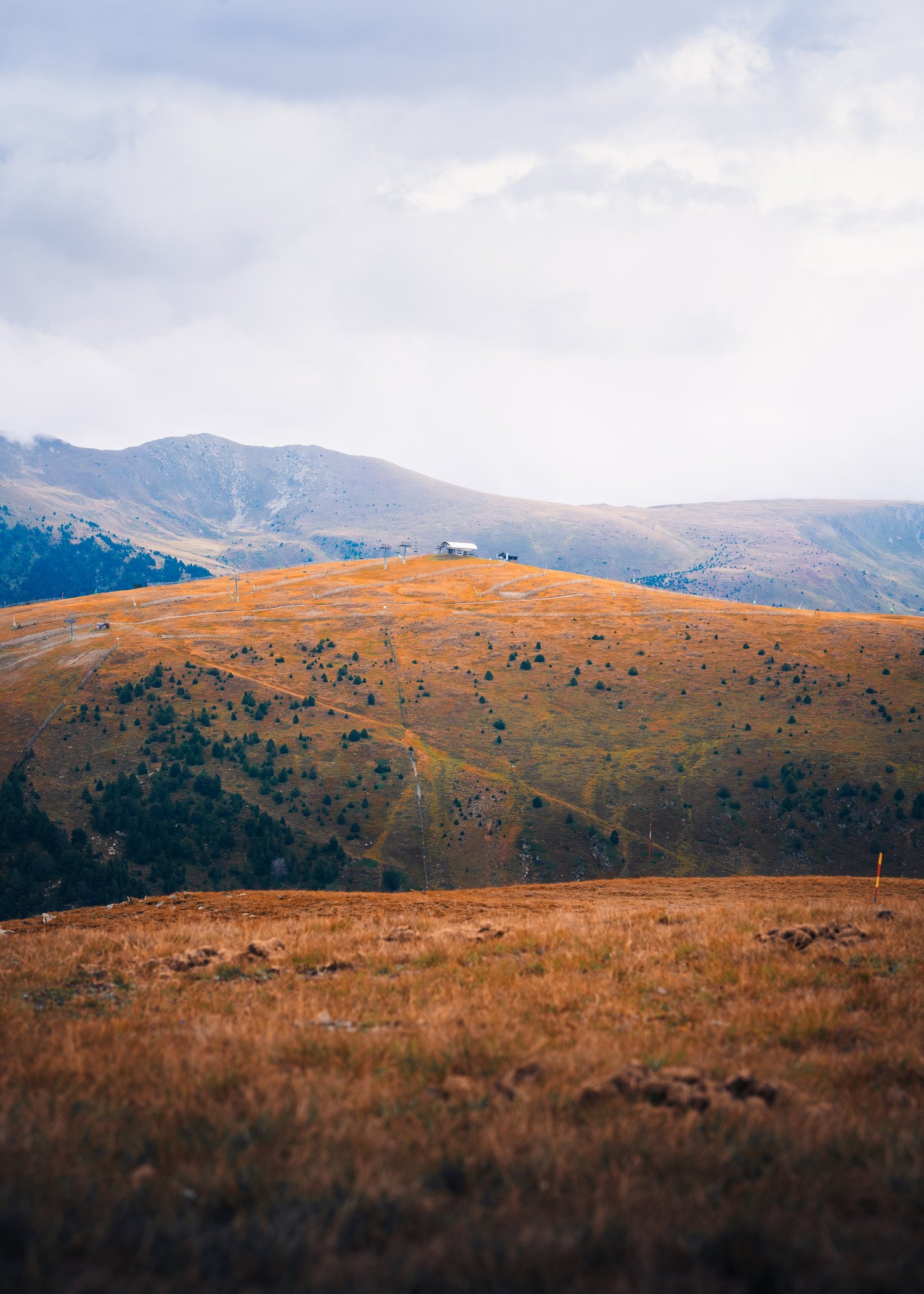 Golden Fields