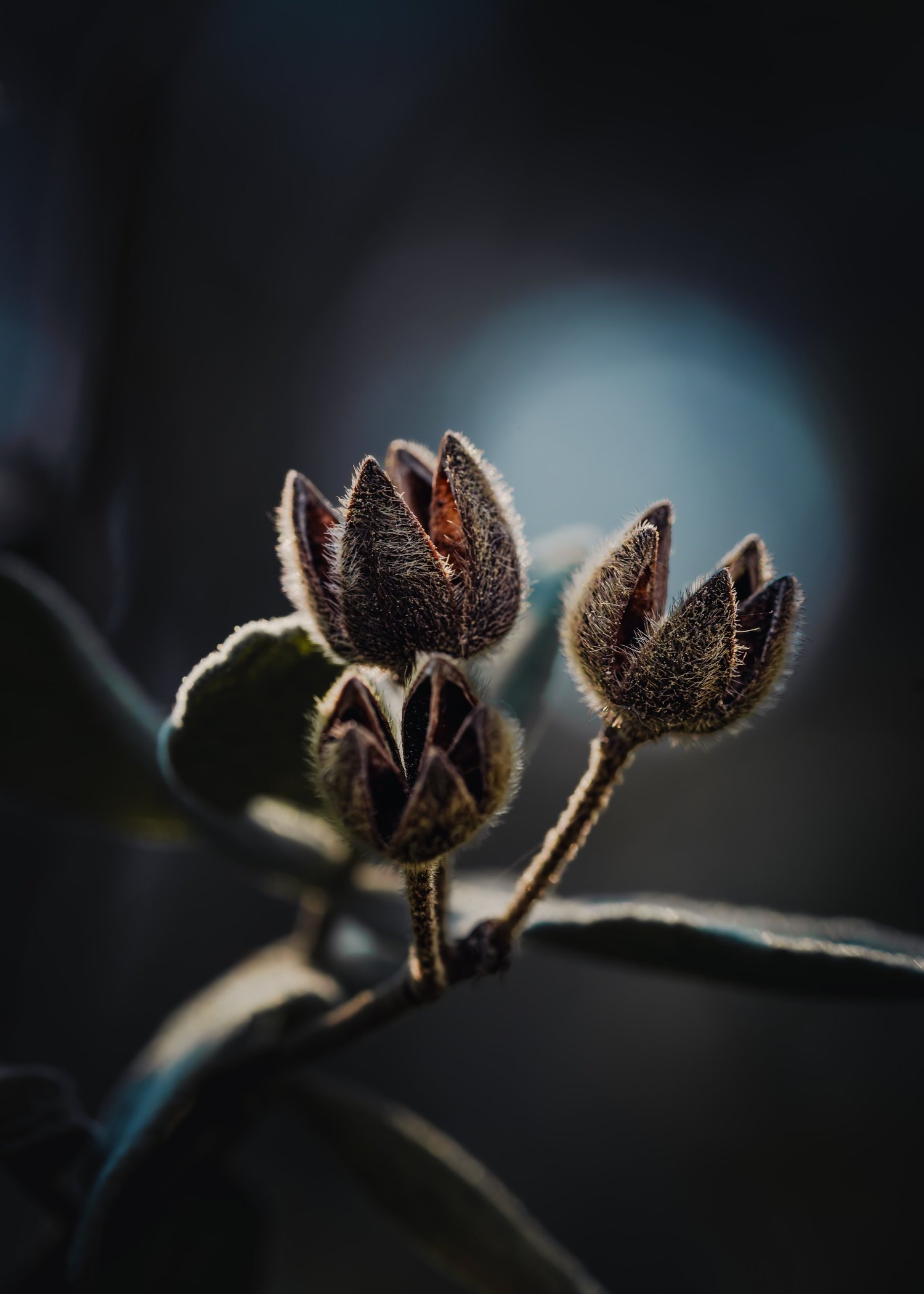 Velvet Woodland